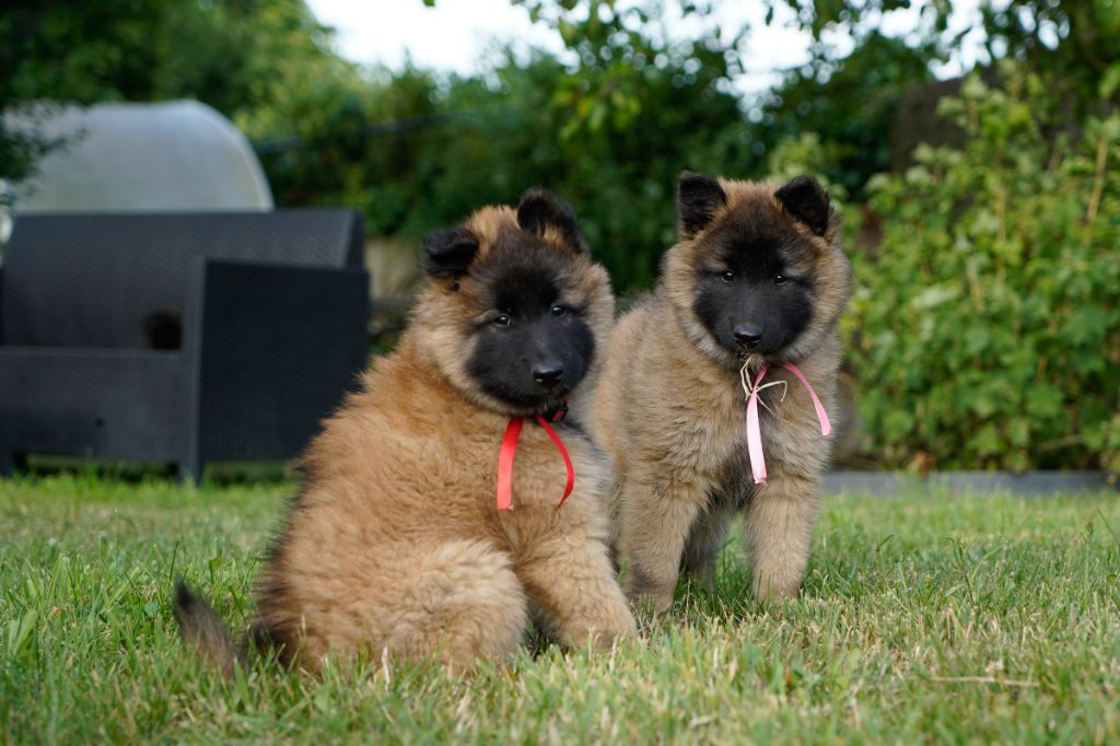 chiot Berger Belge Du Bosquet De Pan